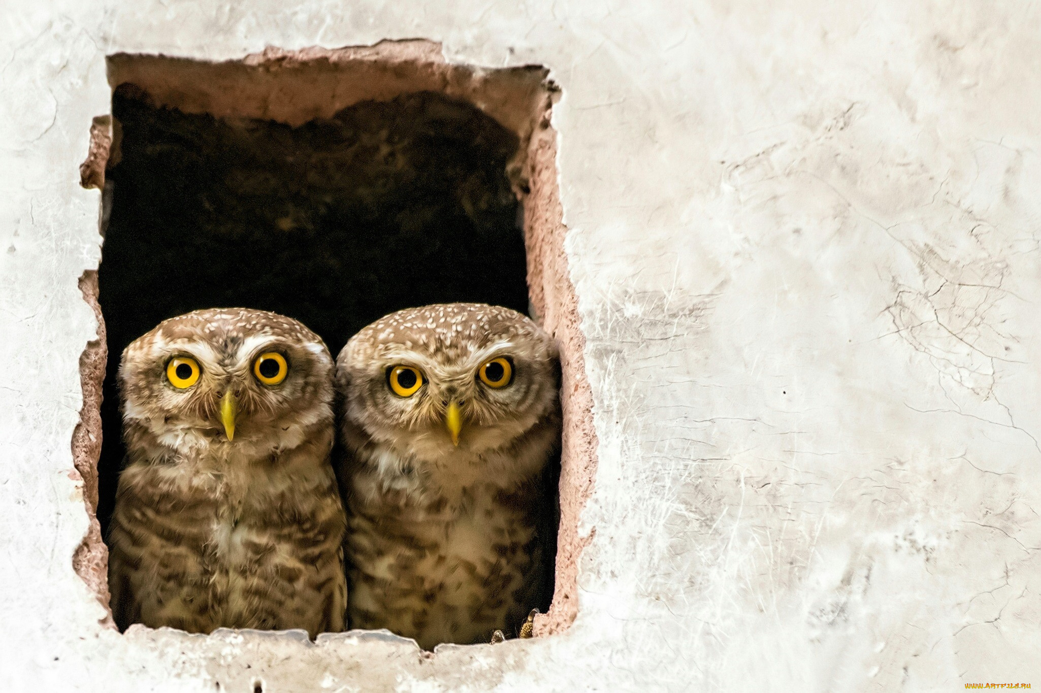 животные, совы, пара, окно