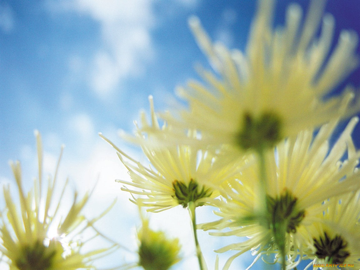 chrysanthemums, цветы, хризантемы