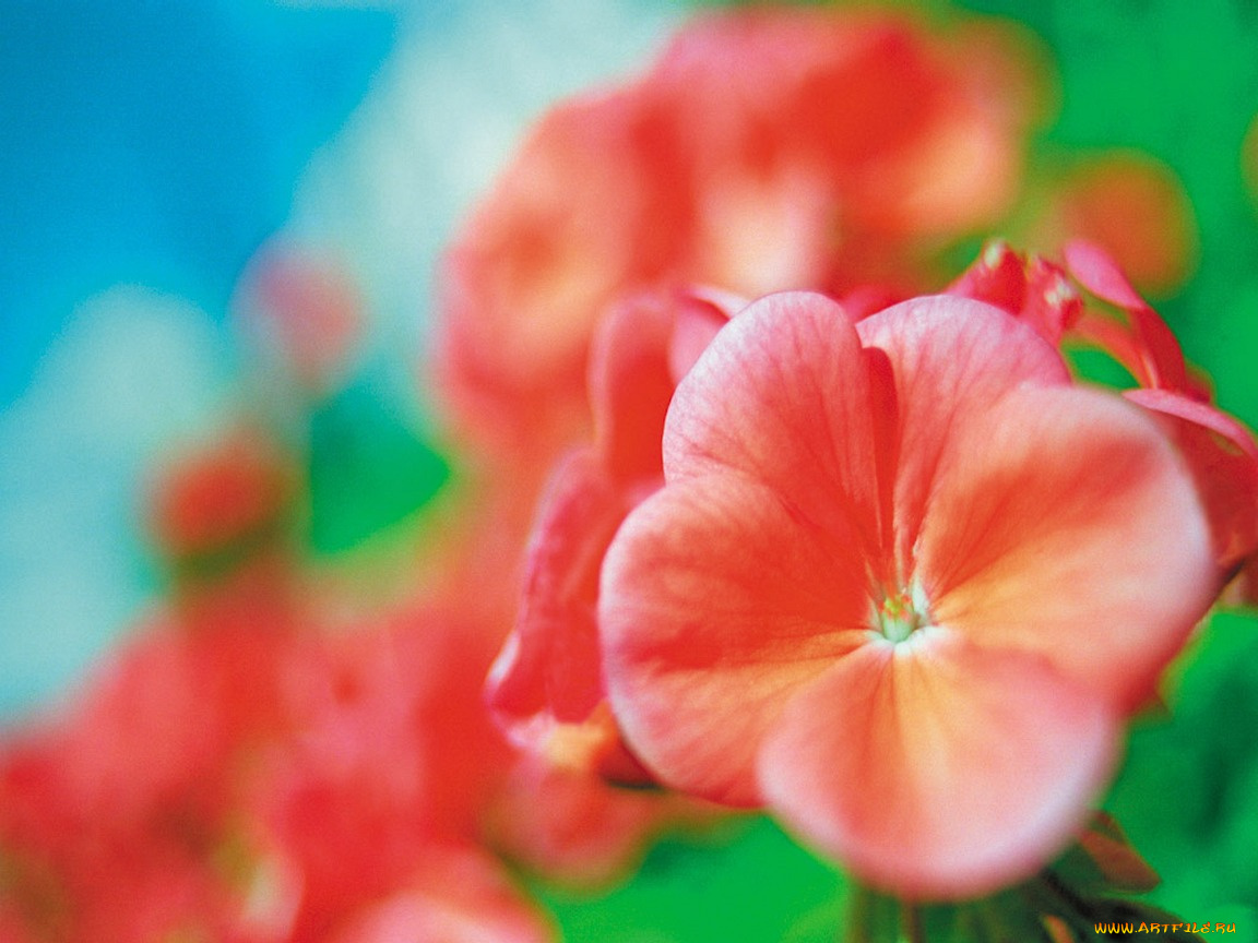 peony, цветы, катарантусы