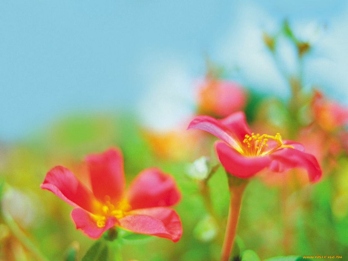 portaluca, цветы, портулак