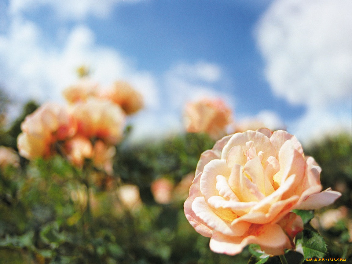 roses, цветы, розы