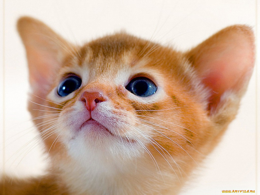 авт, alver, животные, коты