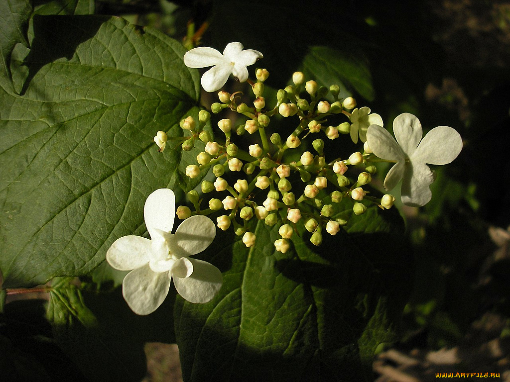 цветы, гортензия