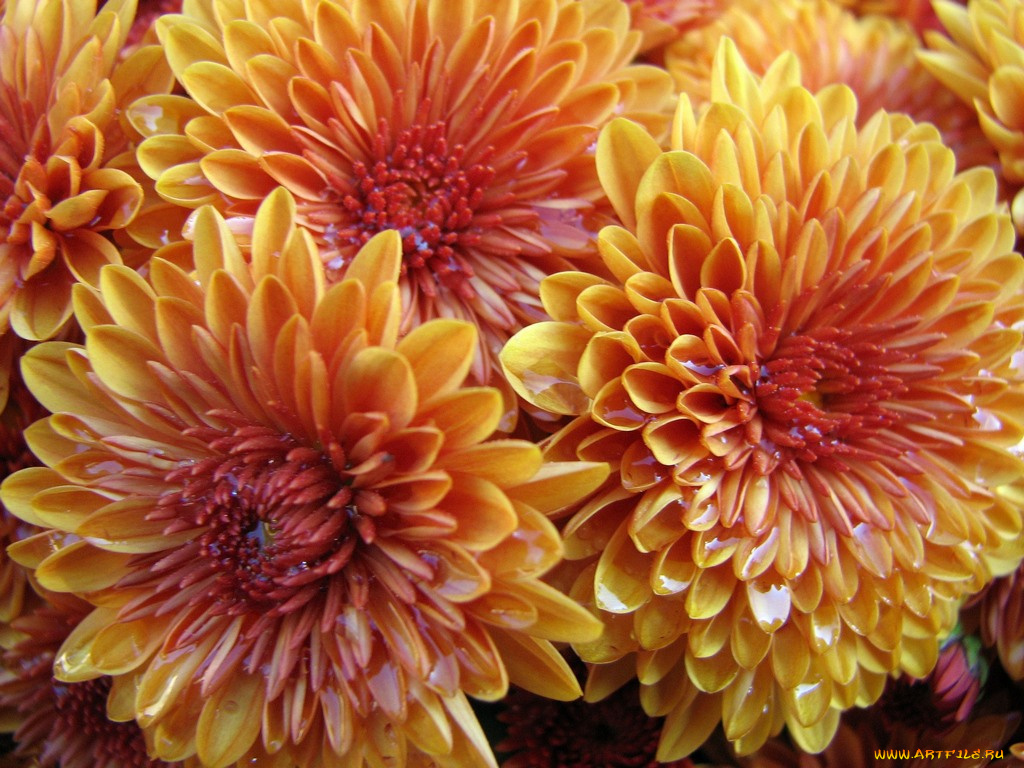 цветы, хризантемы