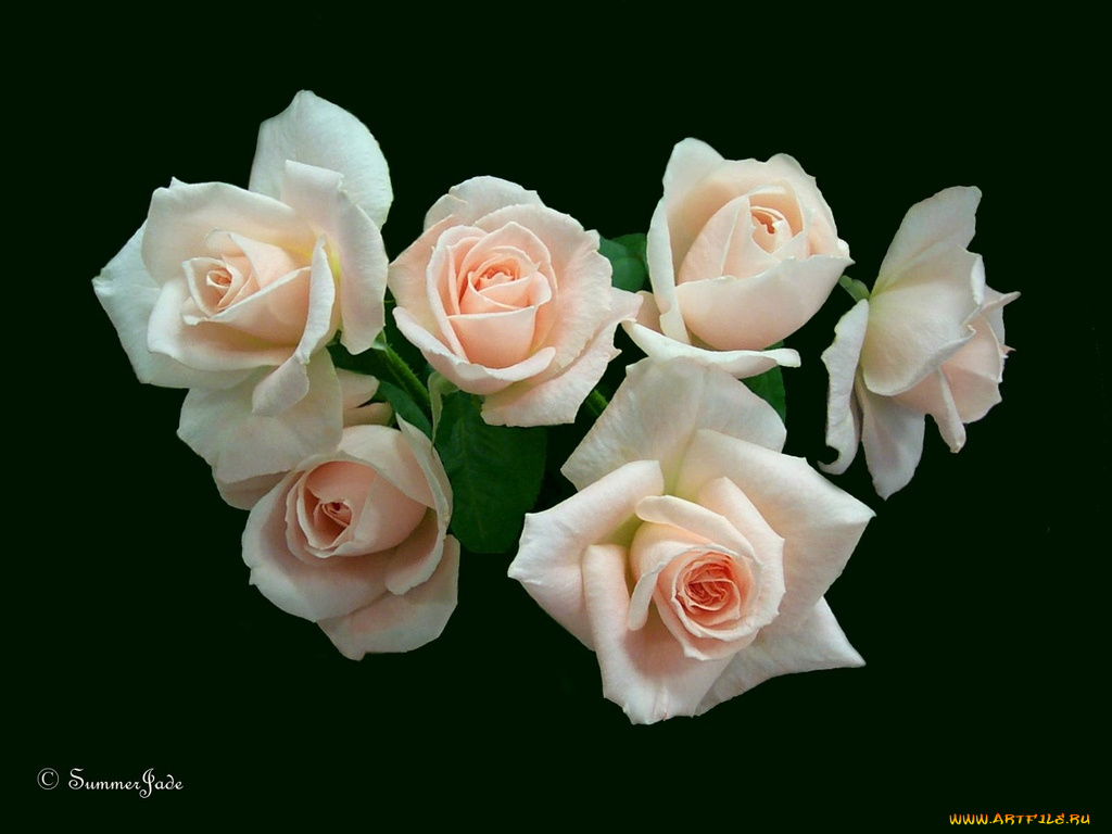 цветы, розы