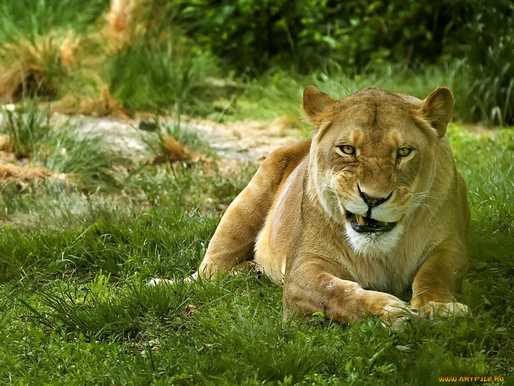 про, нежность, авт, emin, животные, львы