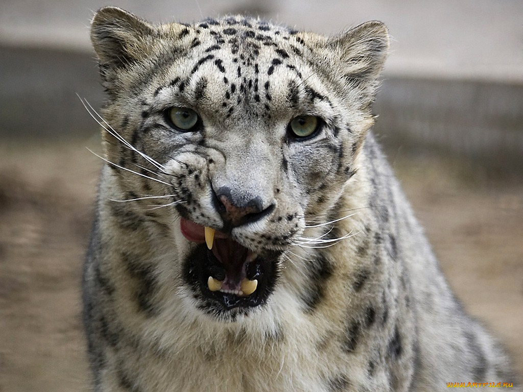 про, вкусного, фотографа, авт, nika, животные, снежный, барс, ирбис