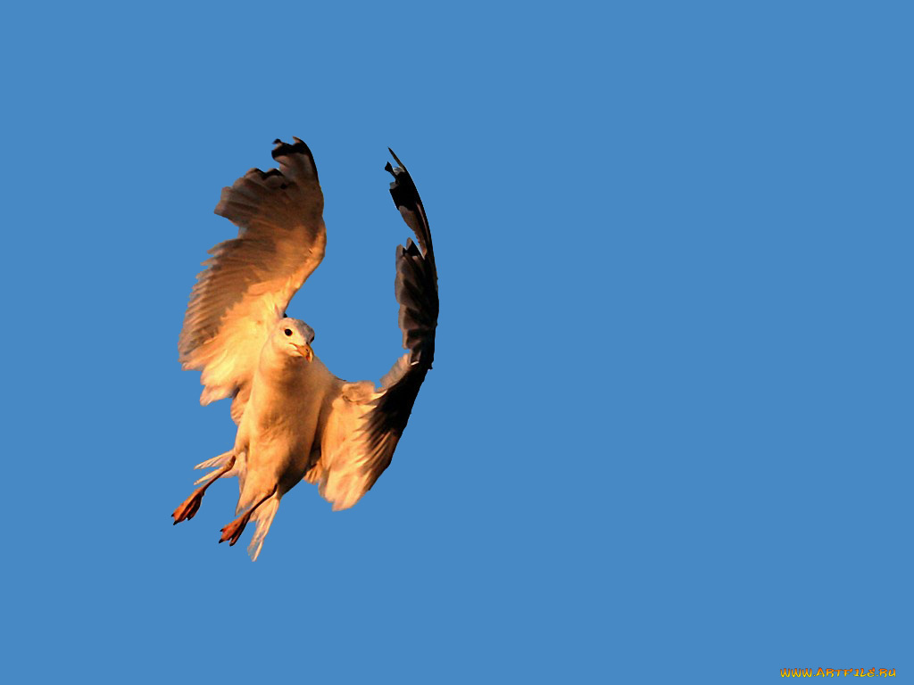 танец, солнечном, луче, авт, наталия, кидони, животные, Чайки, бакланы, крачки