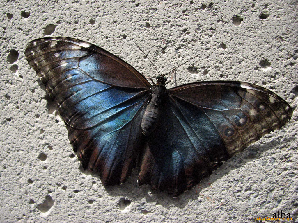 животные, бабочки