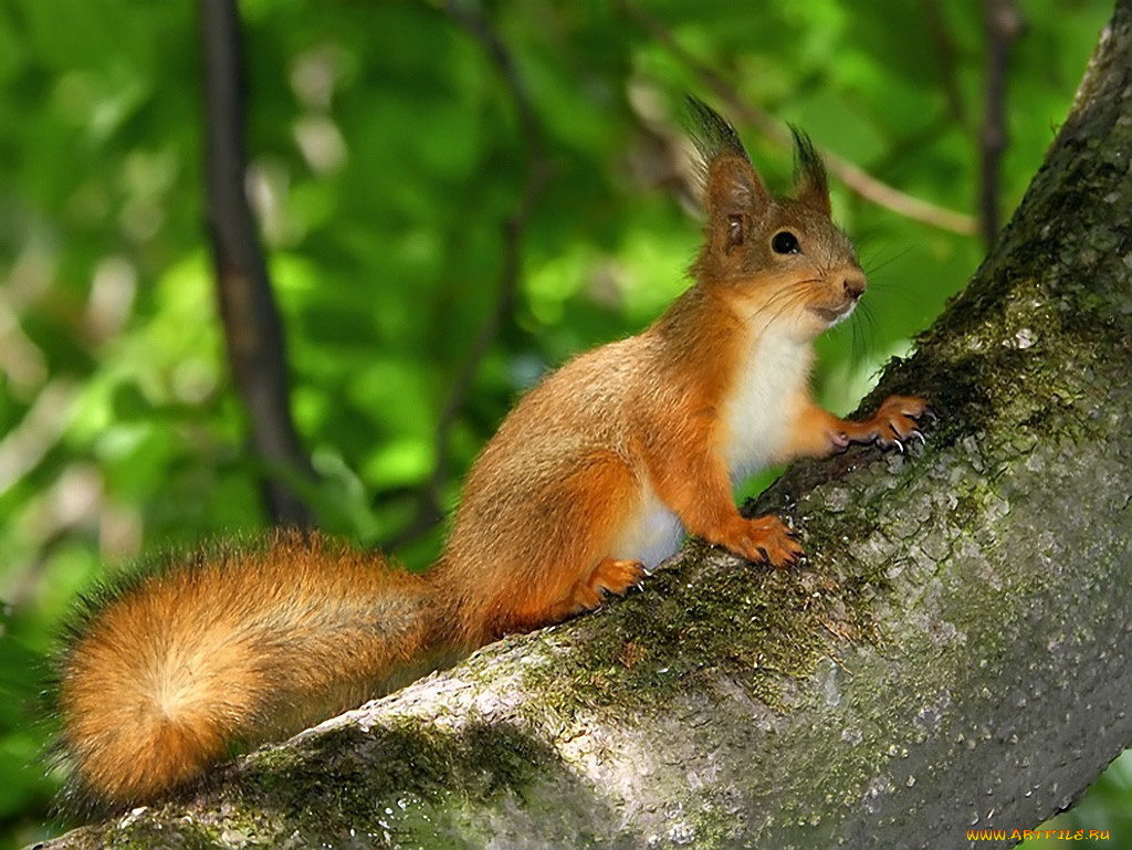 дефиле, авт, nikkon, животные, белки