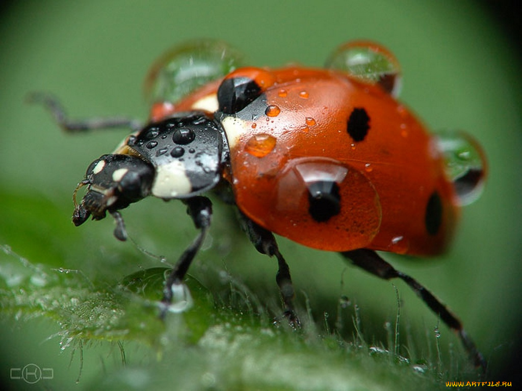 ксения, савченко, после, дождя, животные, божьи, коровки