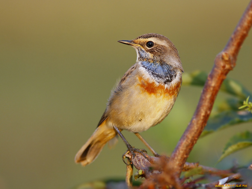 татьяна, зарубо, подъём, до, рассвета, животные, птицы