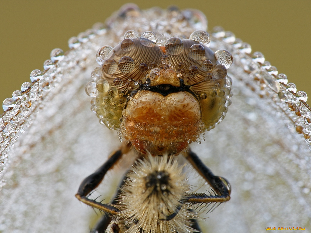 татьяна, зарубо, стрекоза, фате, животные, стрекозы