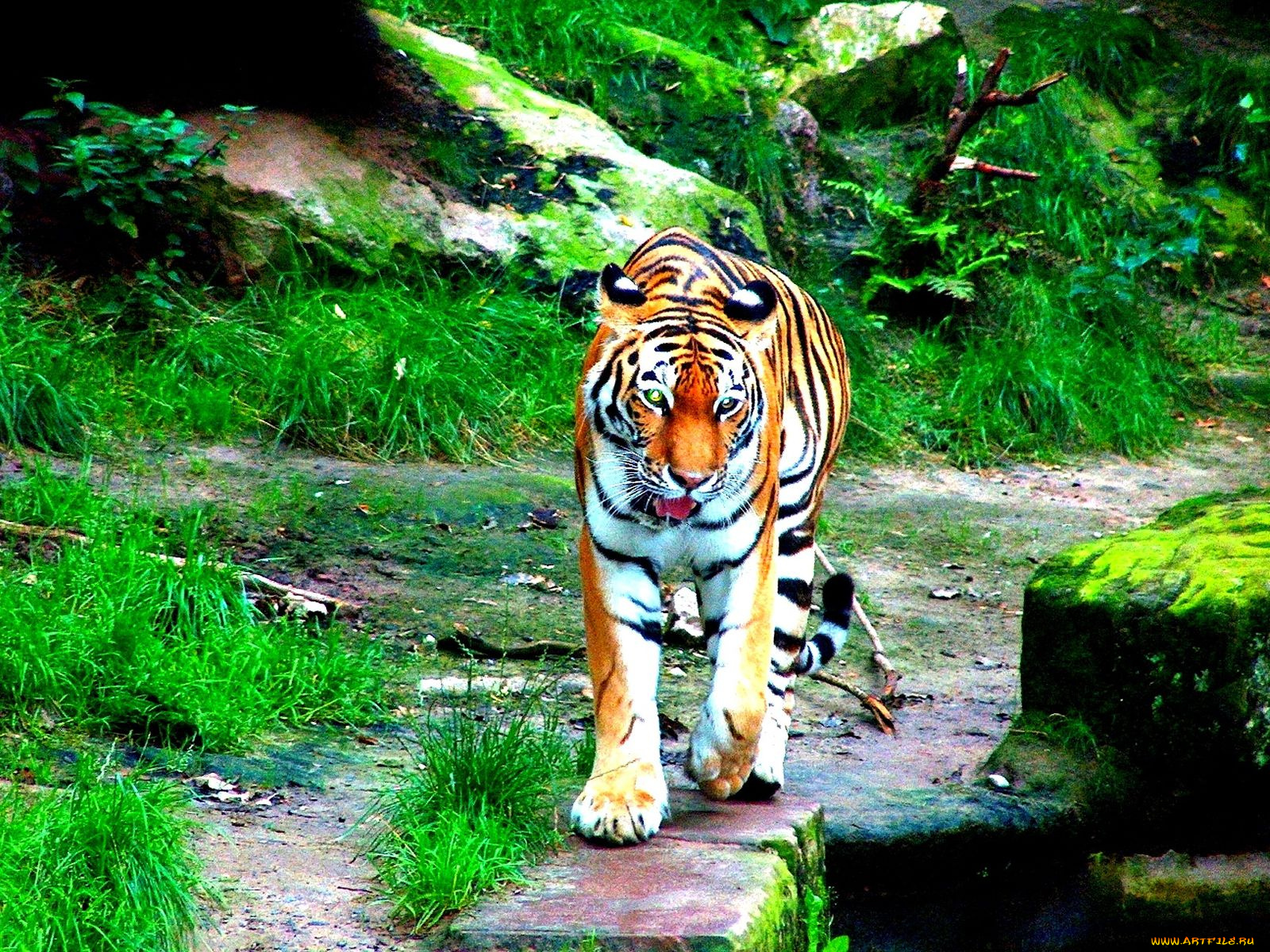 животные, тигры