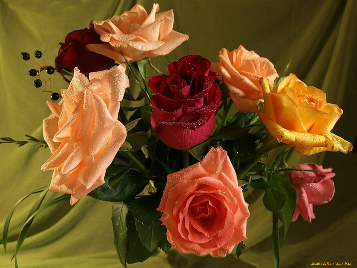 цветы, розы