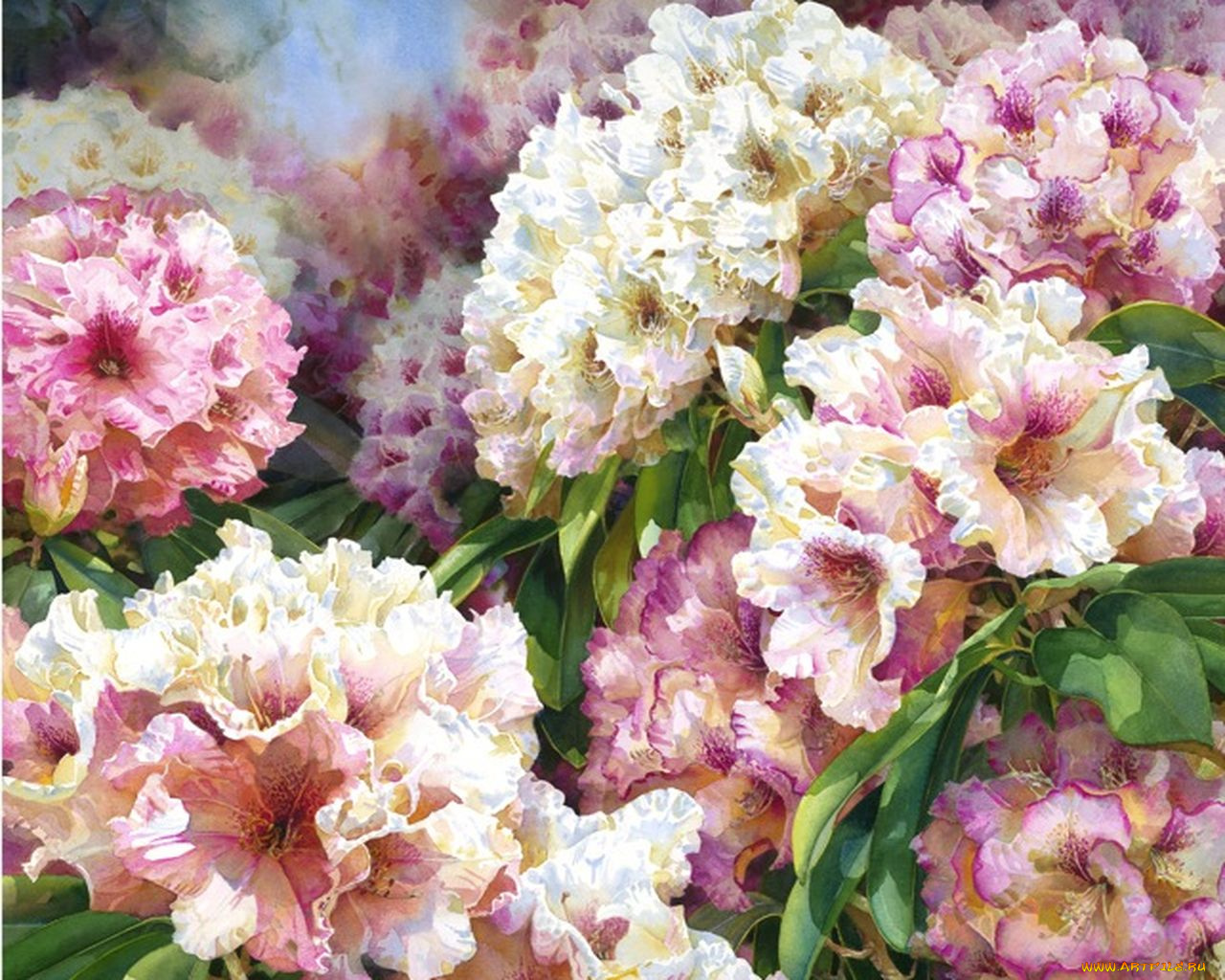 darryl, trott, рисованные