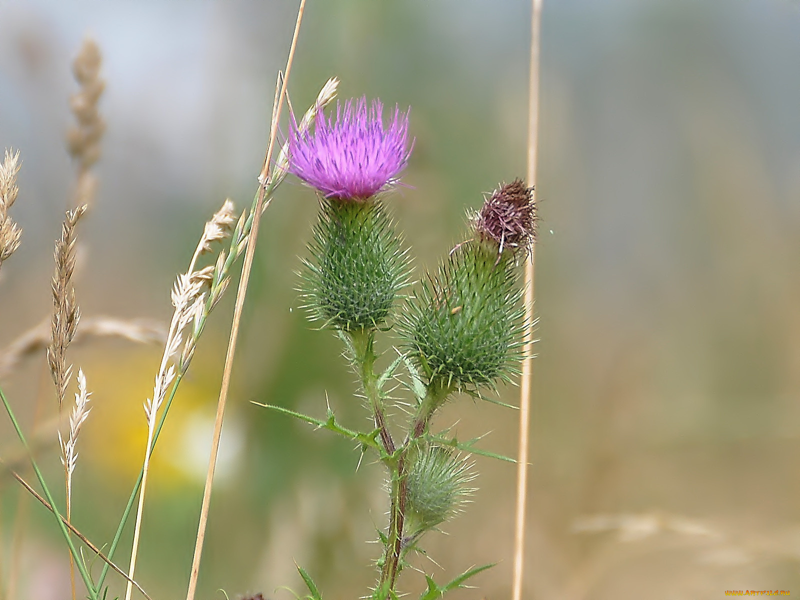 цветы, Чертополох, репейник