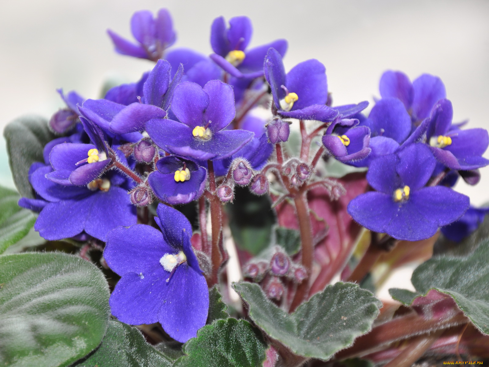 цветы, фиалки