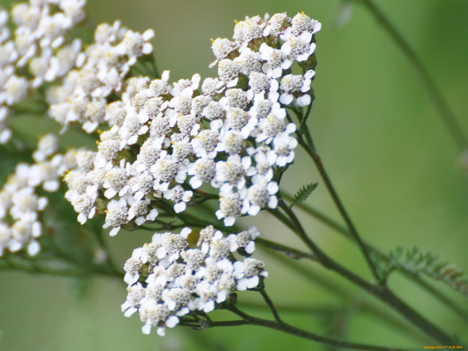 цветы, луговые, полевые
