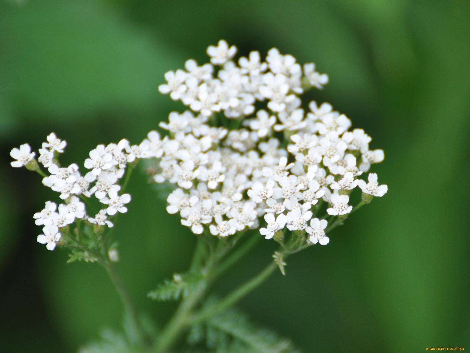 цветы, луговые, полевые