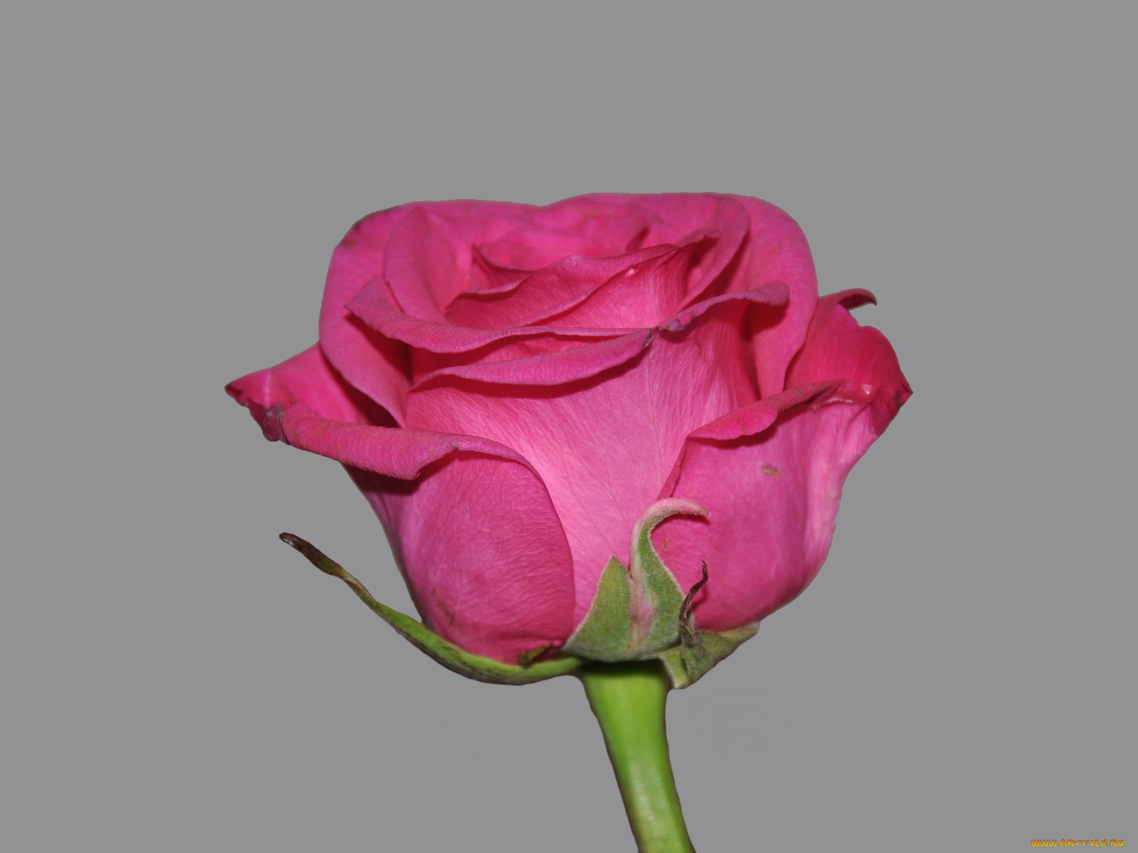 цветы, розы