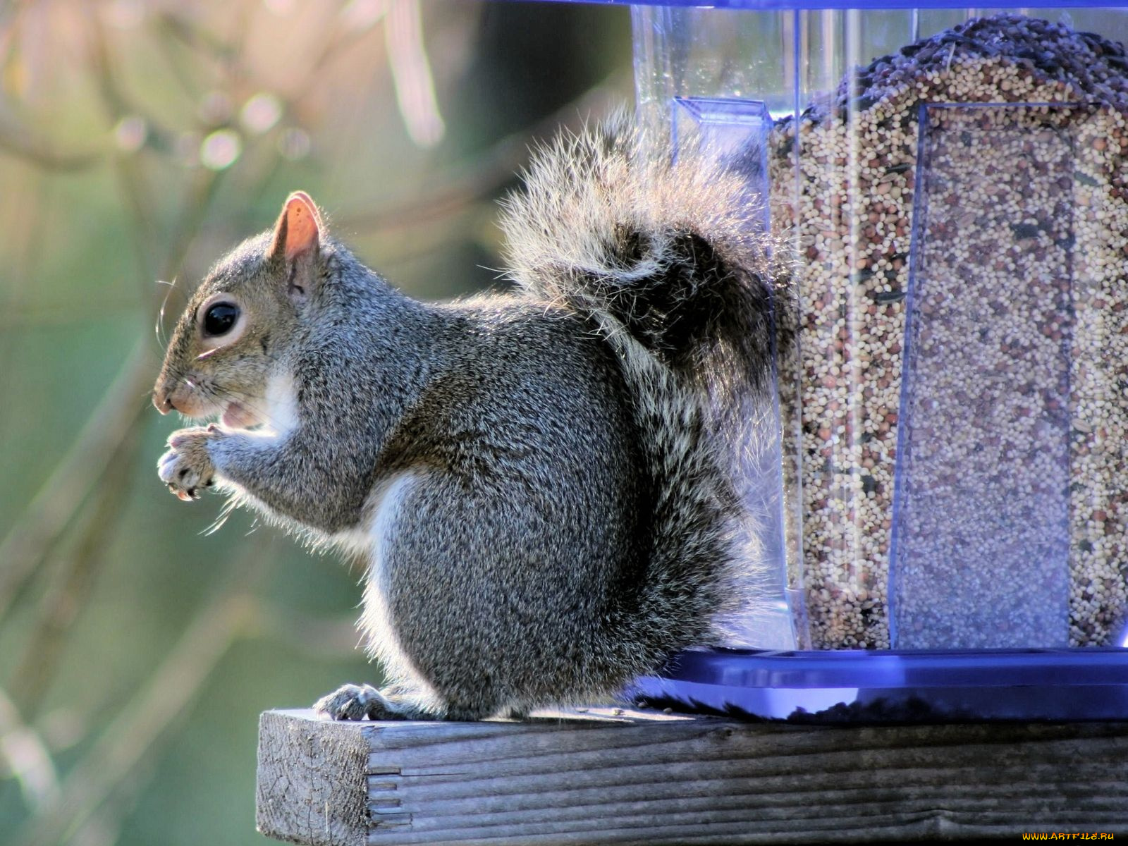 животные, белки