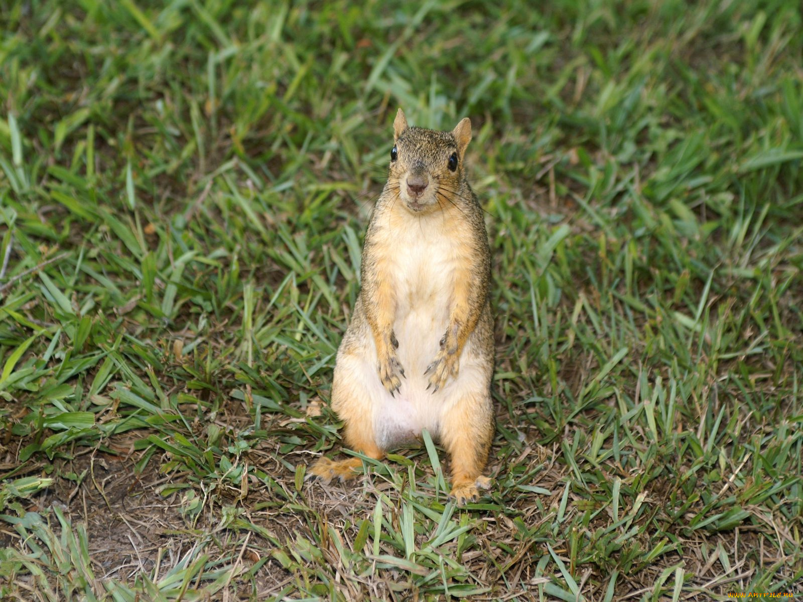 животные, белки