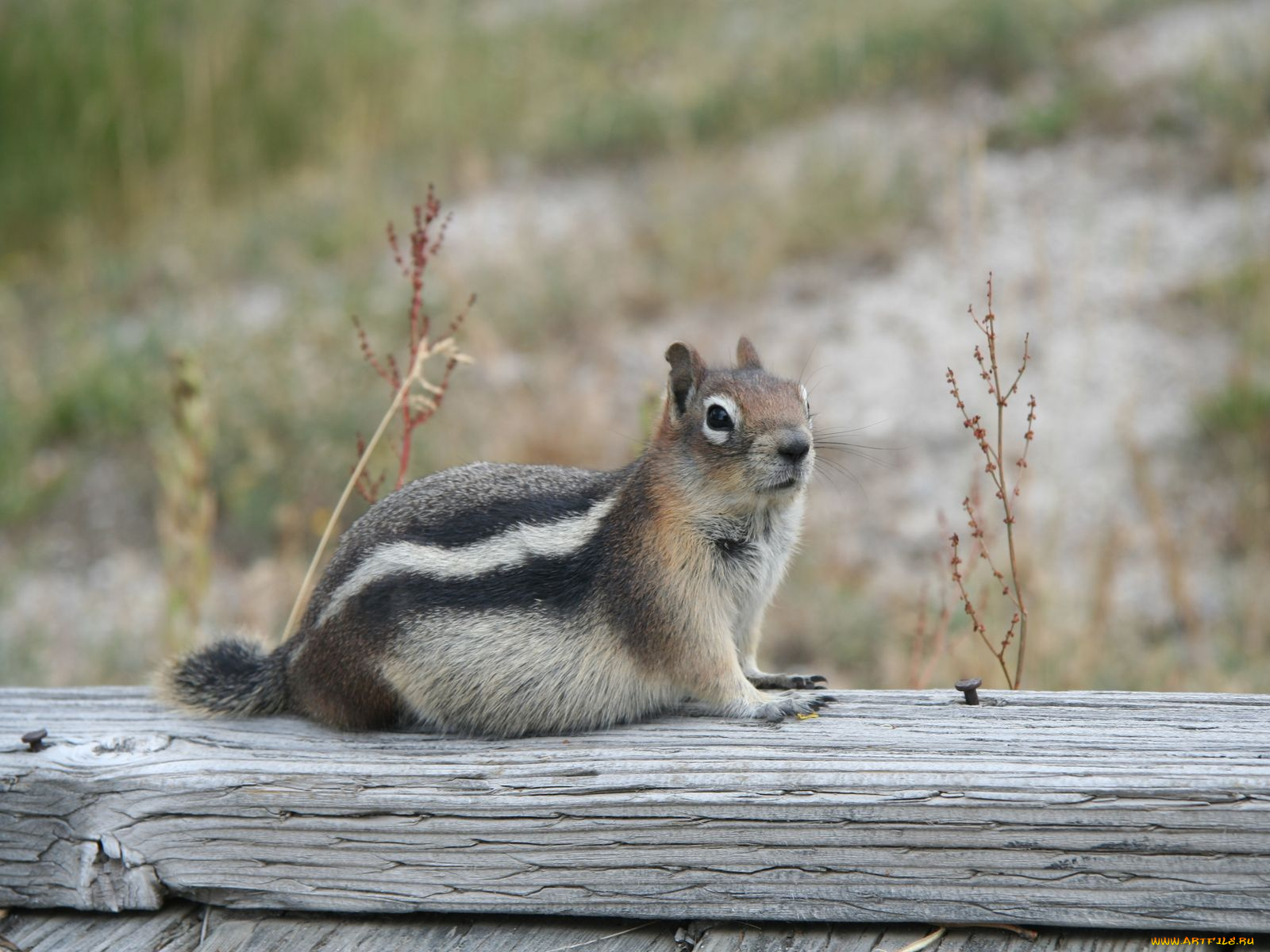 животные, бурундуки