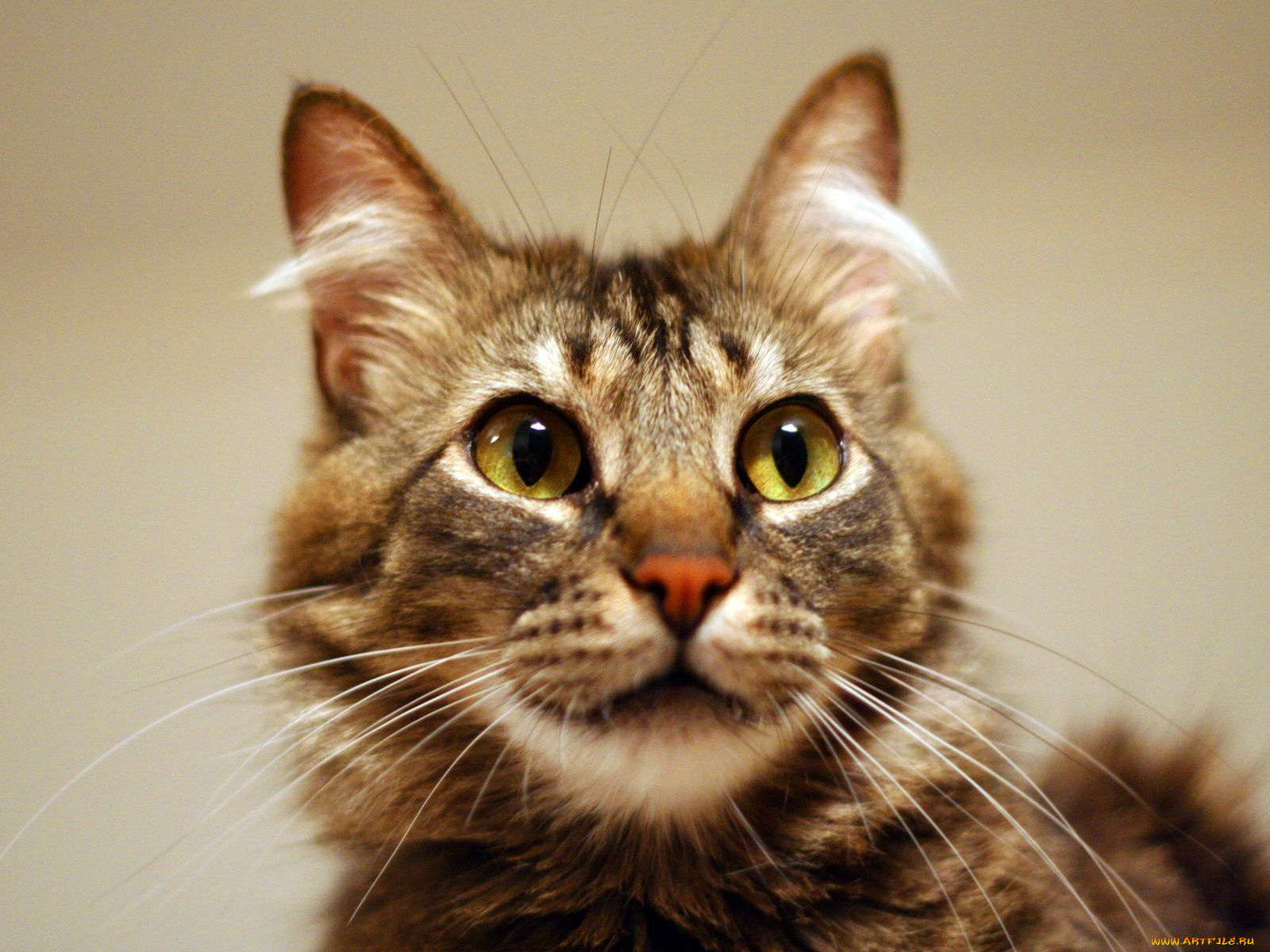 животные, коты