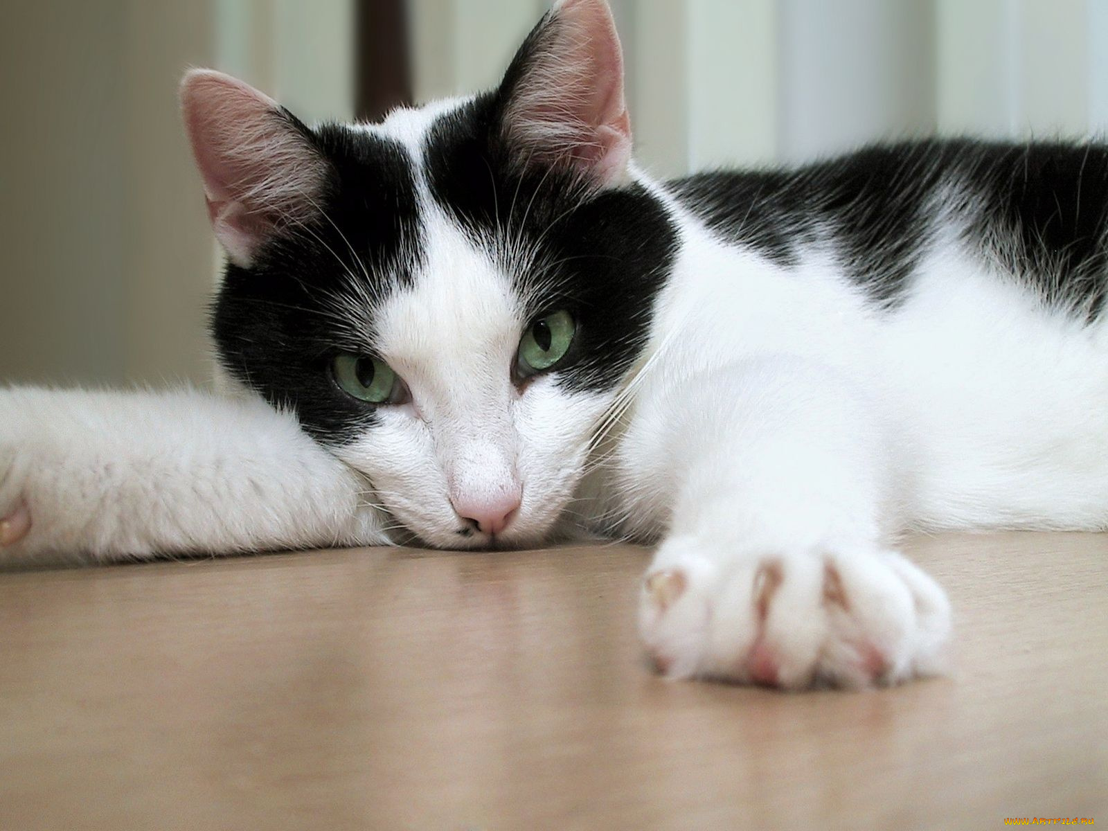 животные, коты