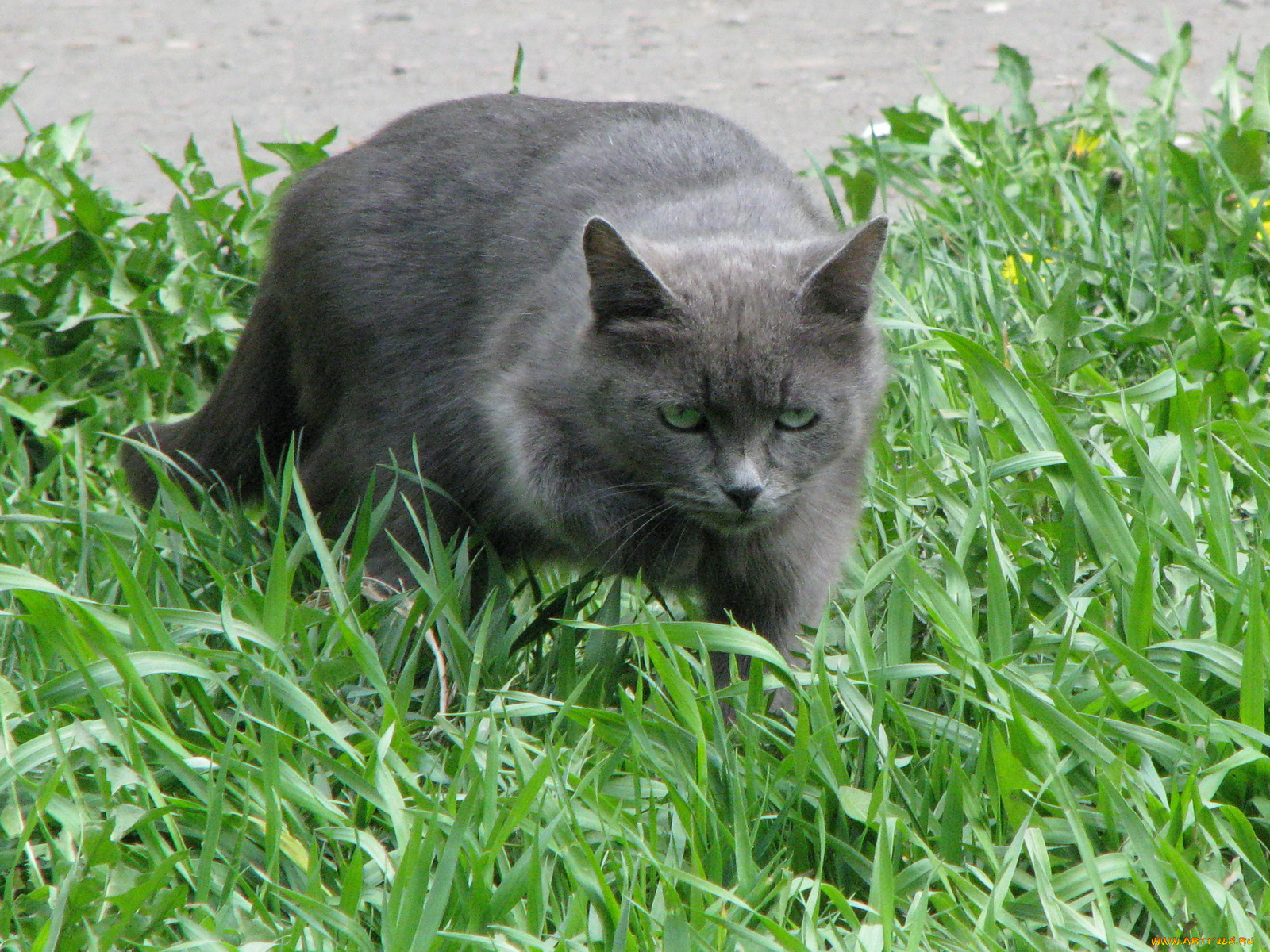 животные, коты