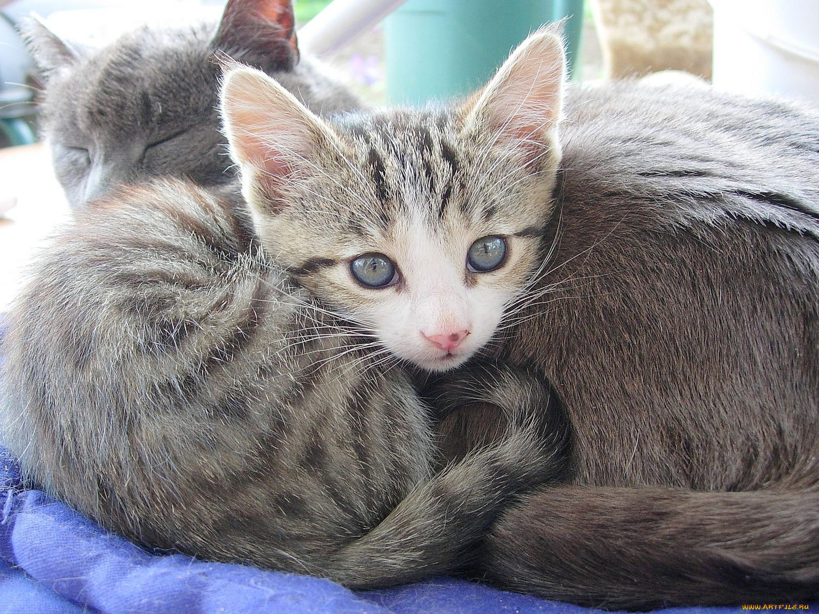 животные, коты