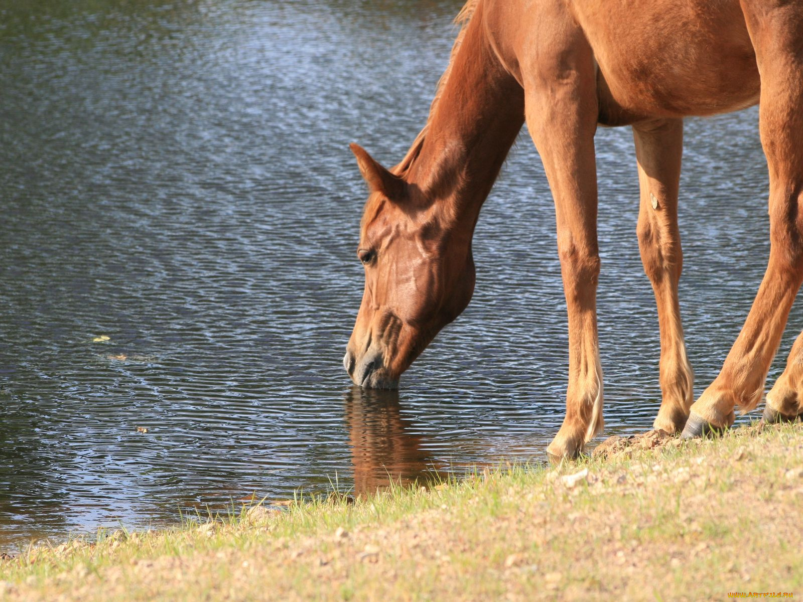 животные, лошади
