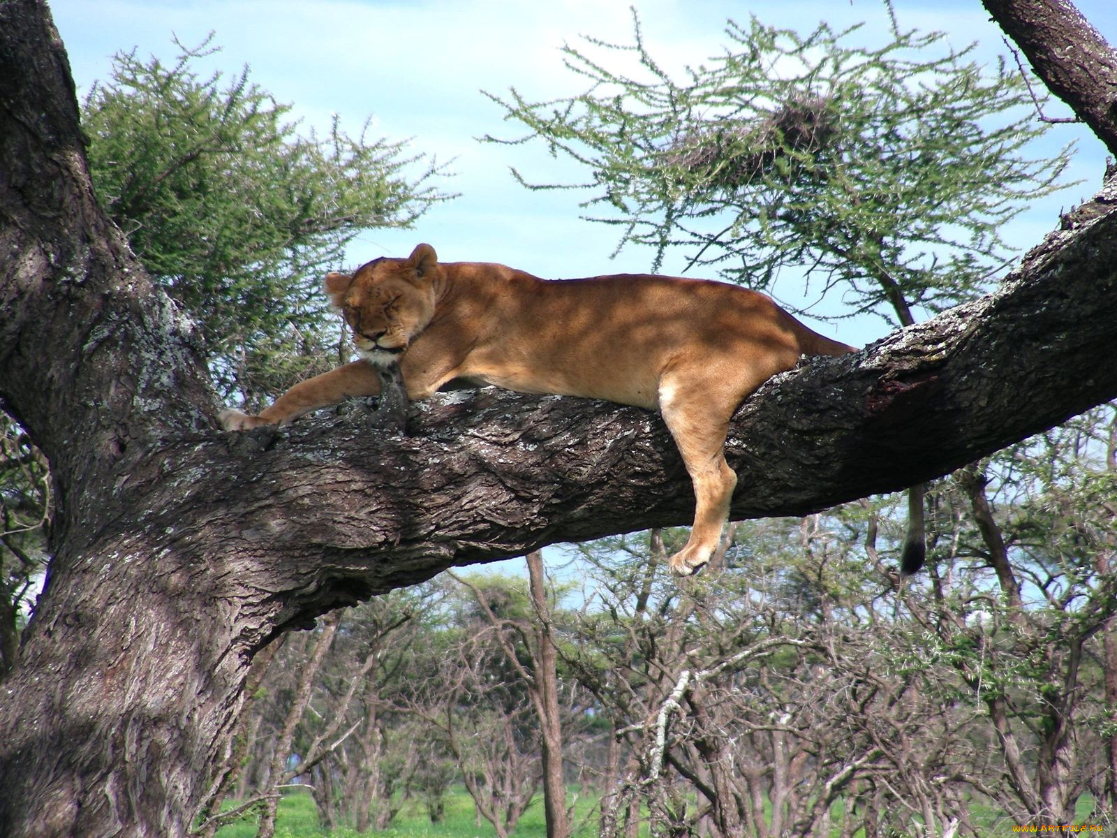 животные, львы