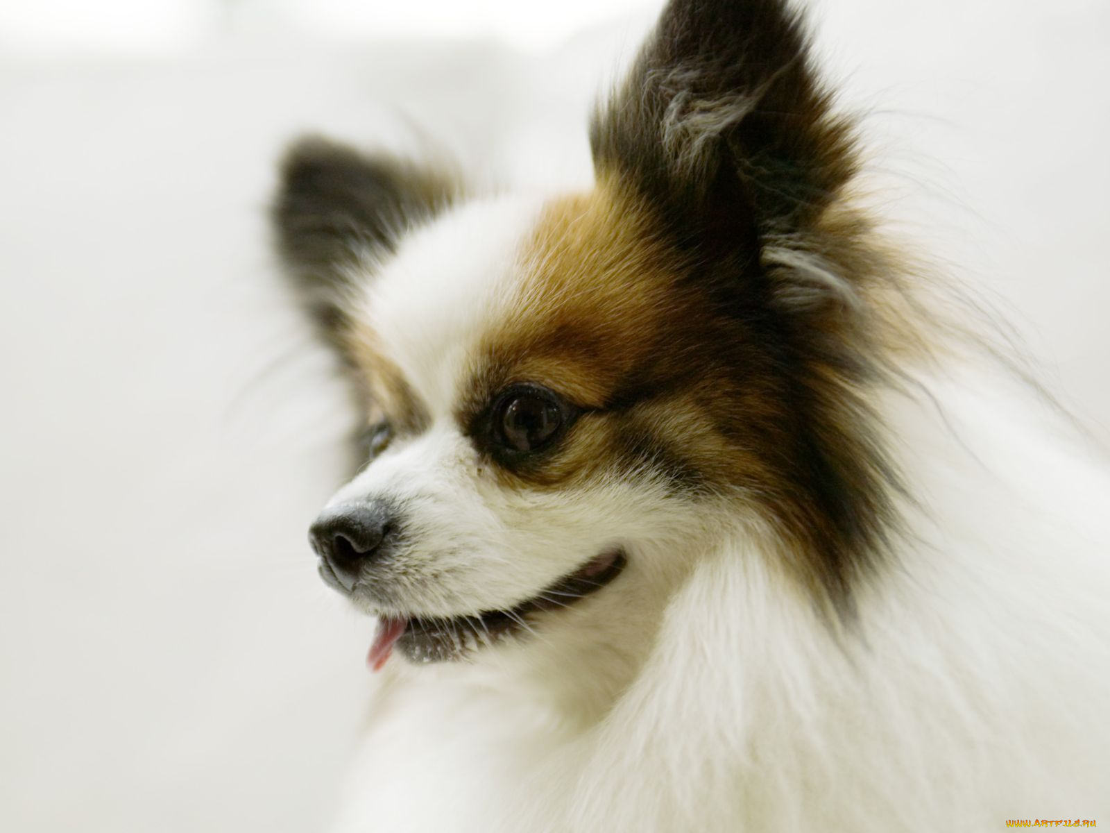 животные, собаки