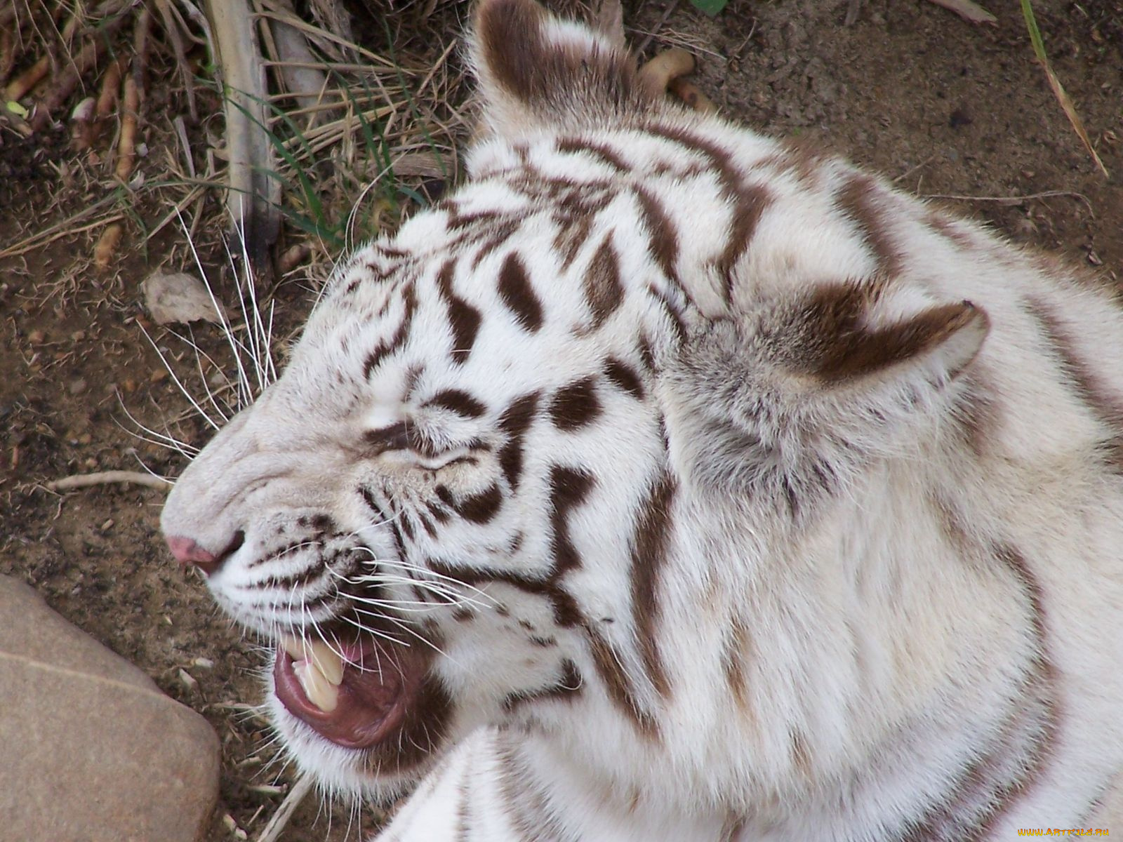 животные, тигры