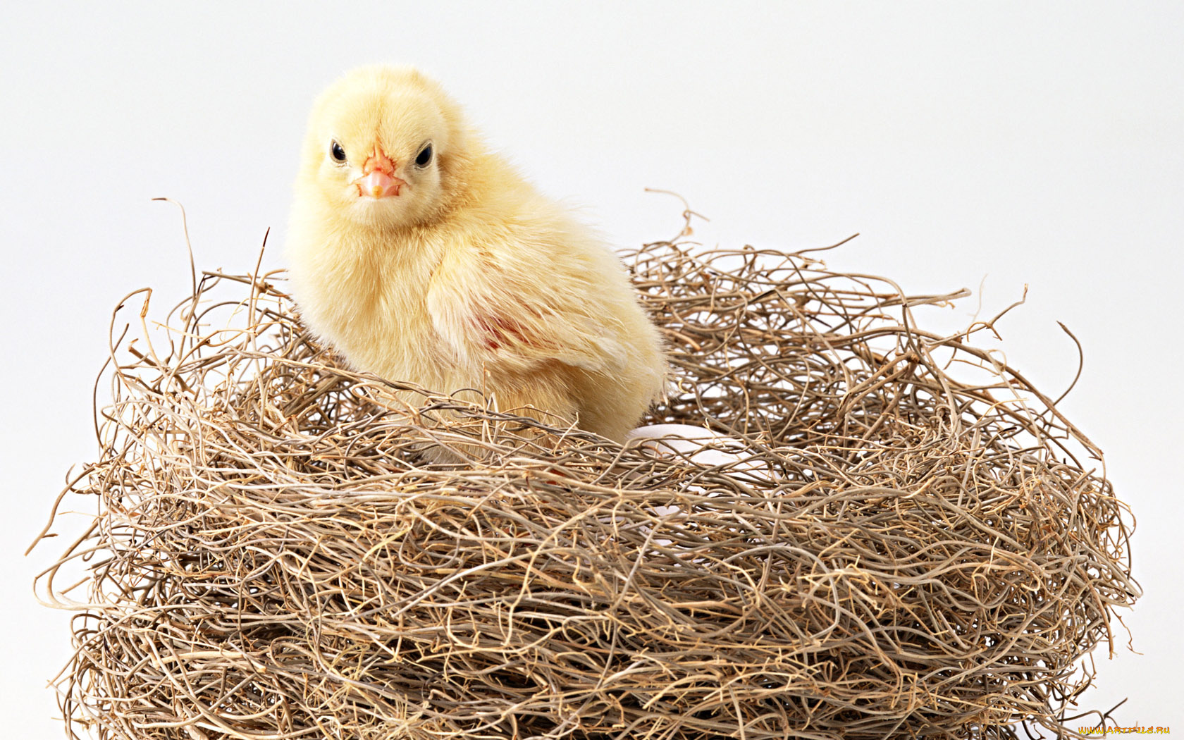 животные, куры, петухи