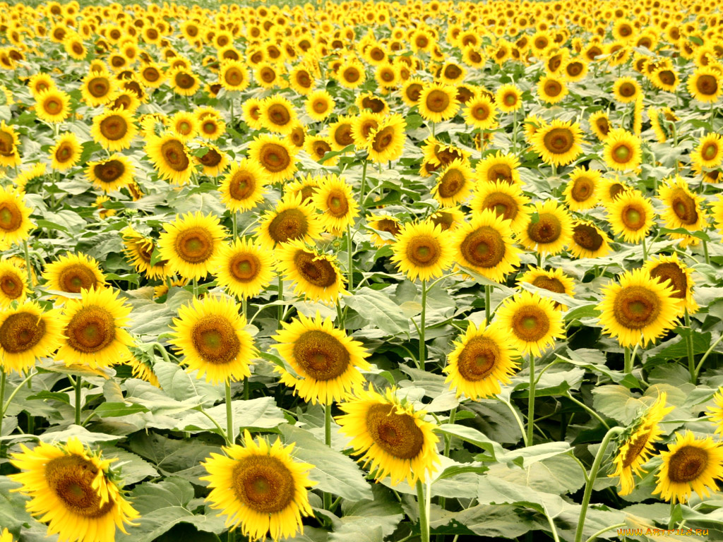 цветы, подсолнухи