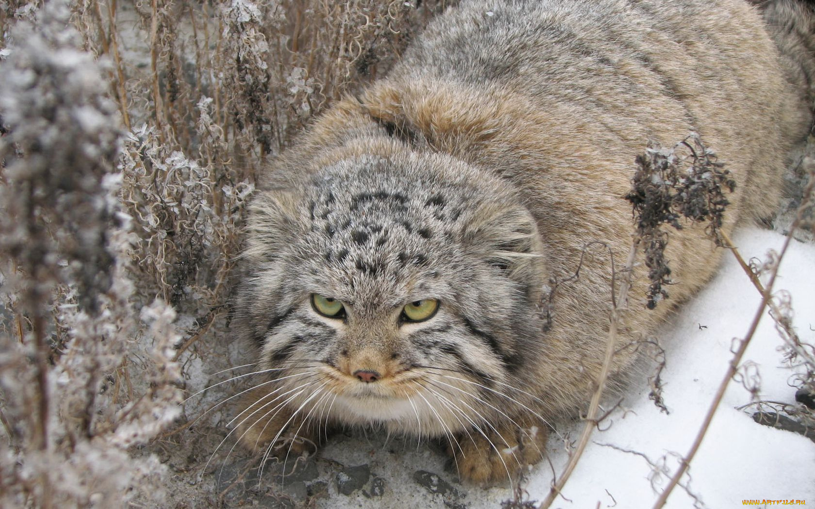 животные, манулы