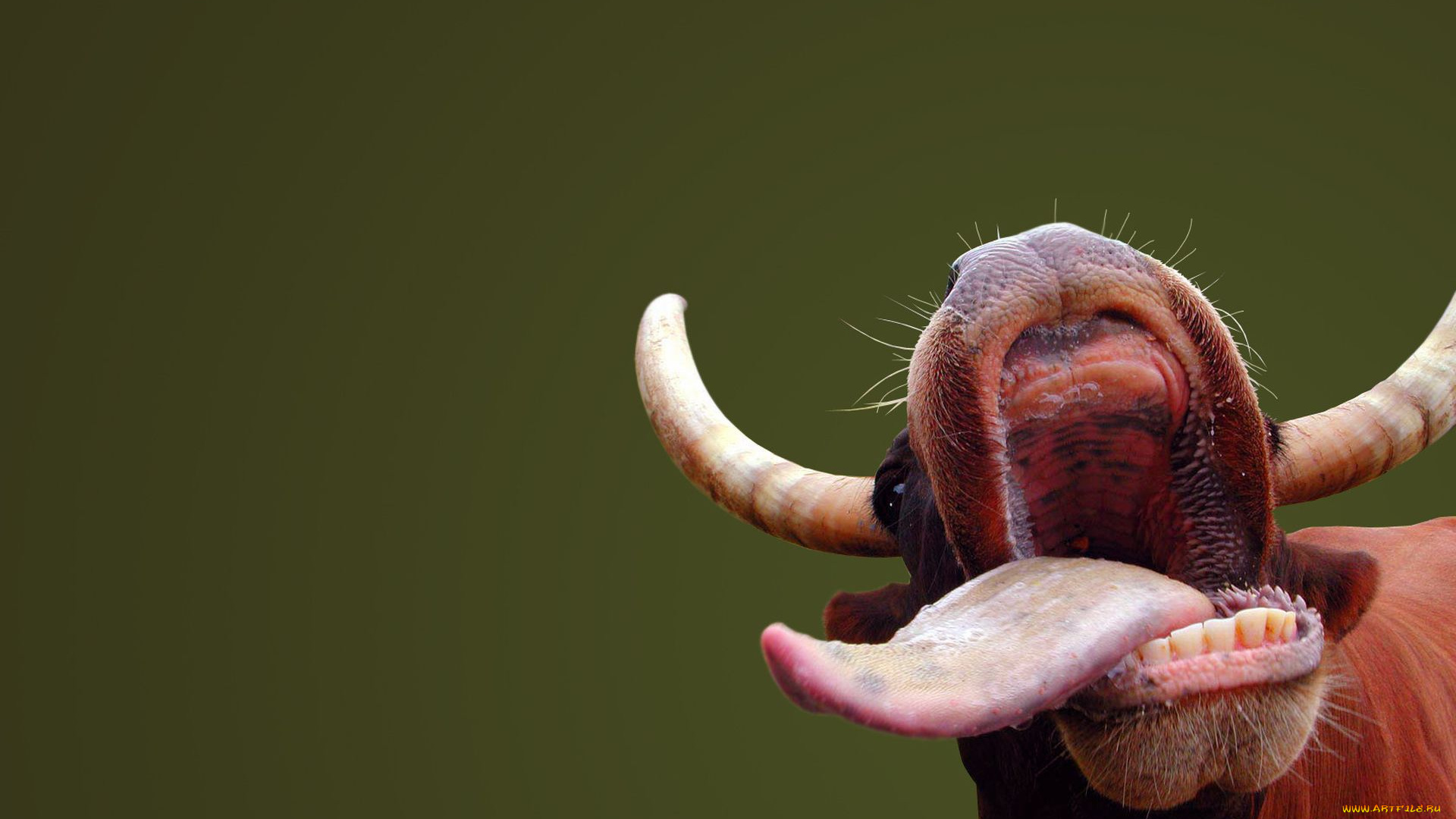 животные, коровы, буйволы, рога, язык, корова