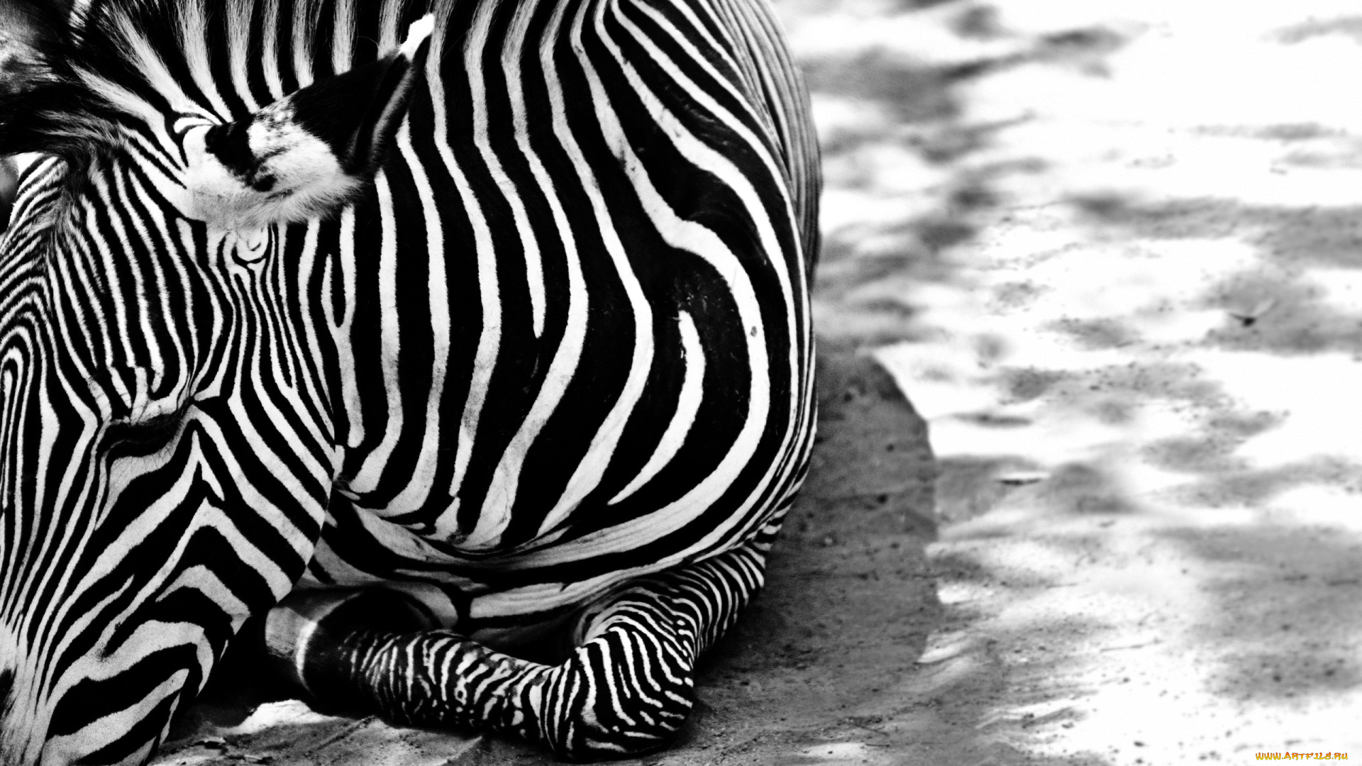 животные, зебры