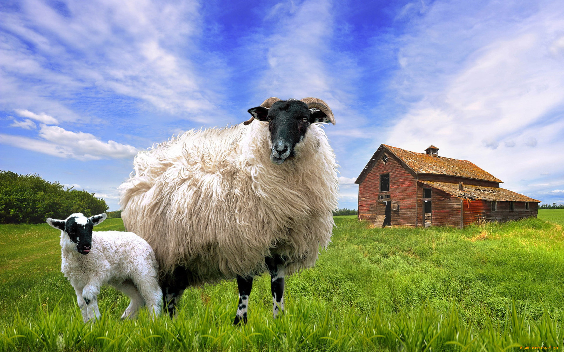 животные, овцы, бараны