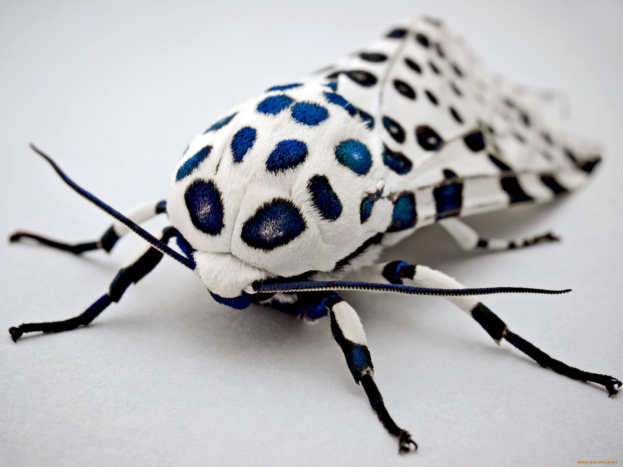 животные, бабочки