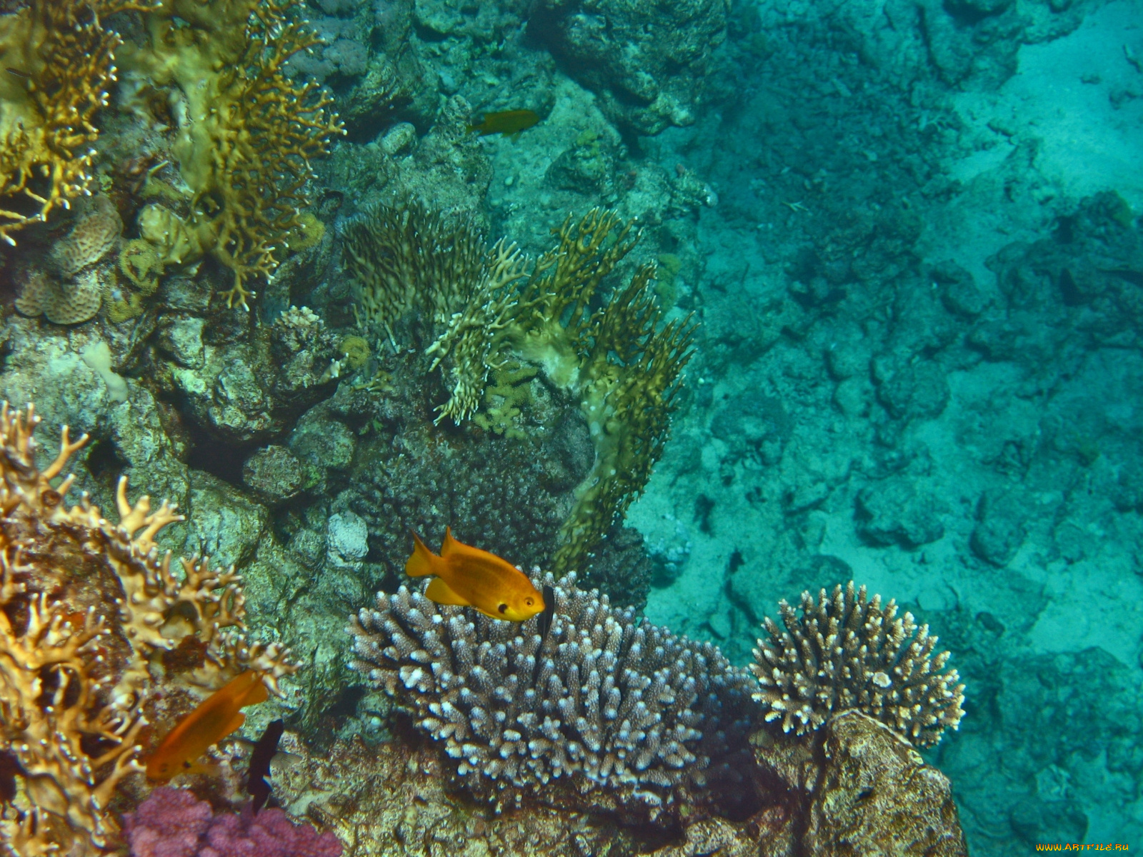 животные, рыбы, морское, дно