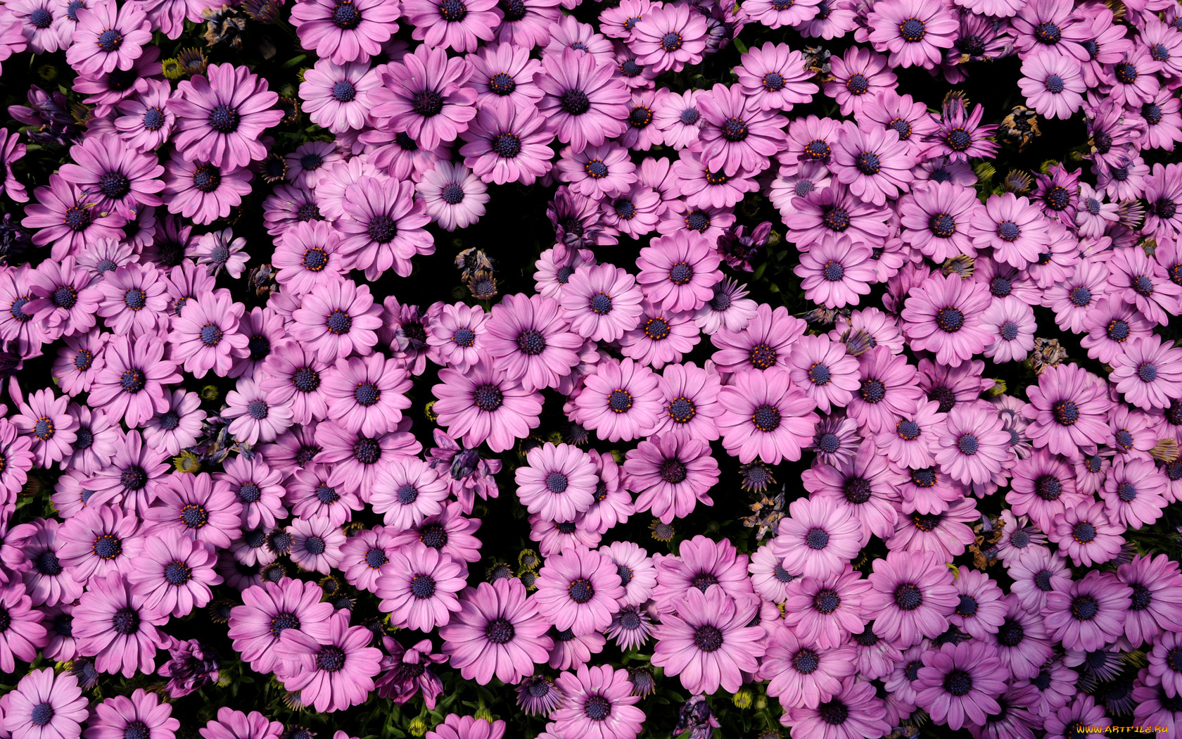 цветы, диморфотеки, много, лепестки