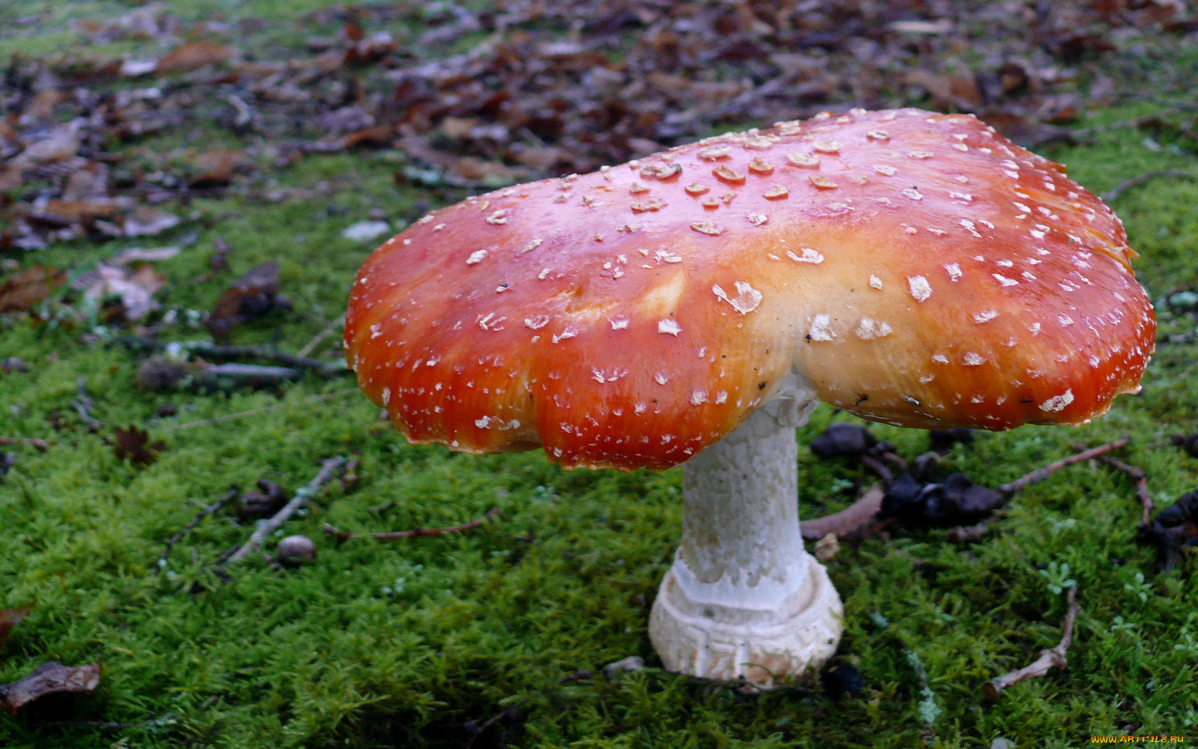 природа, грибы, мухомор, трава