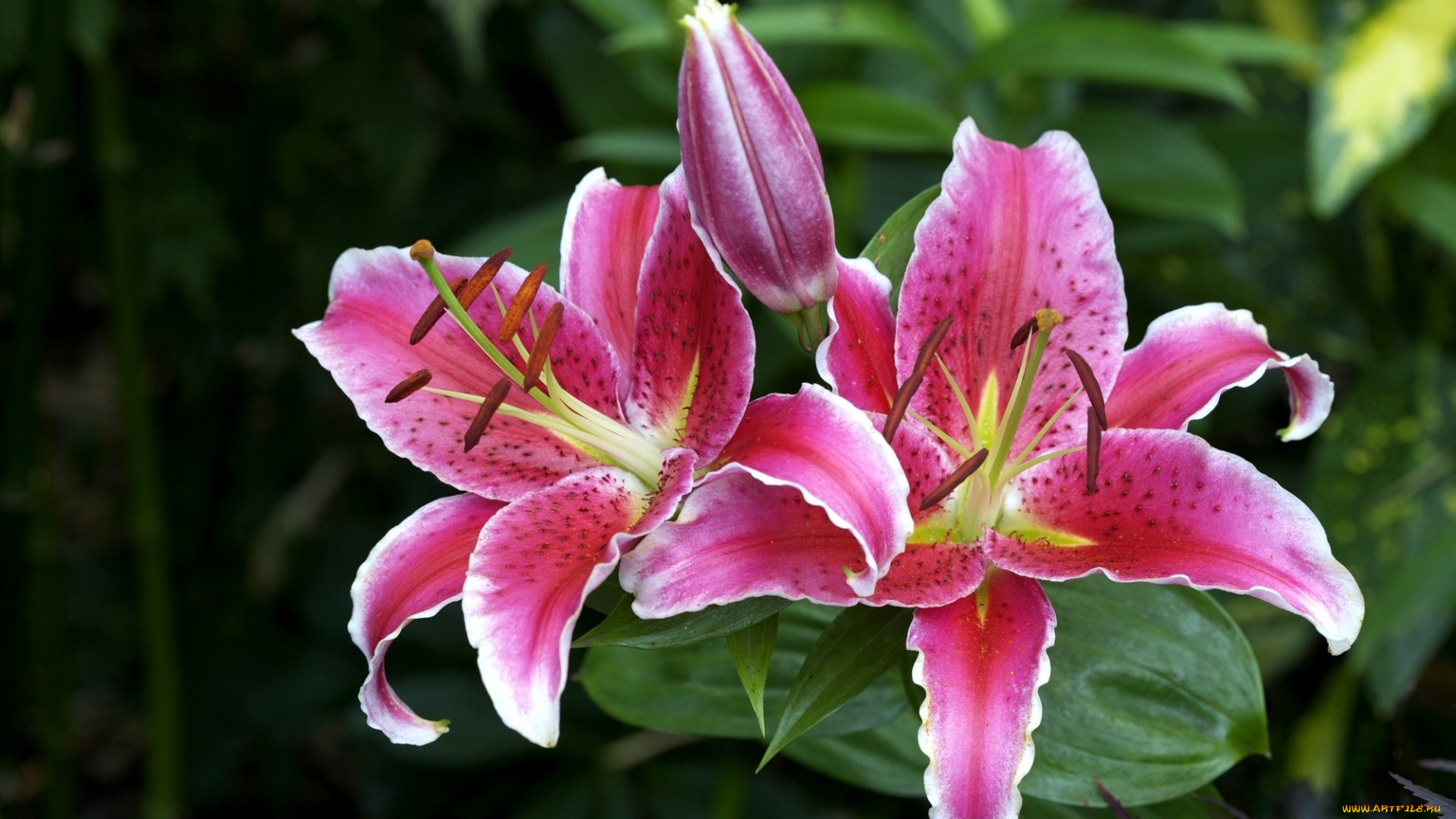 цветы, лилии, лилейники, розовый, бутон, яркий