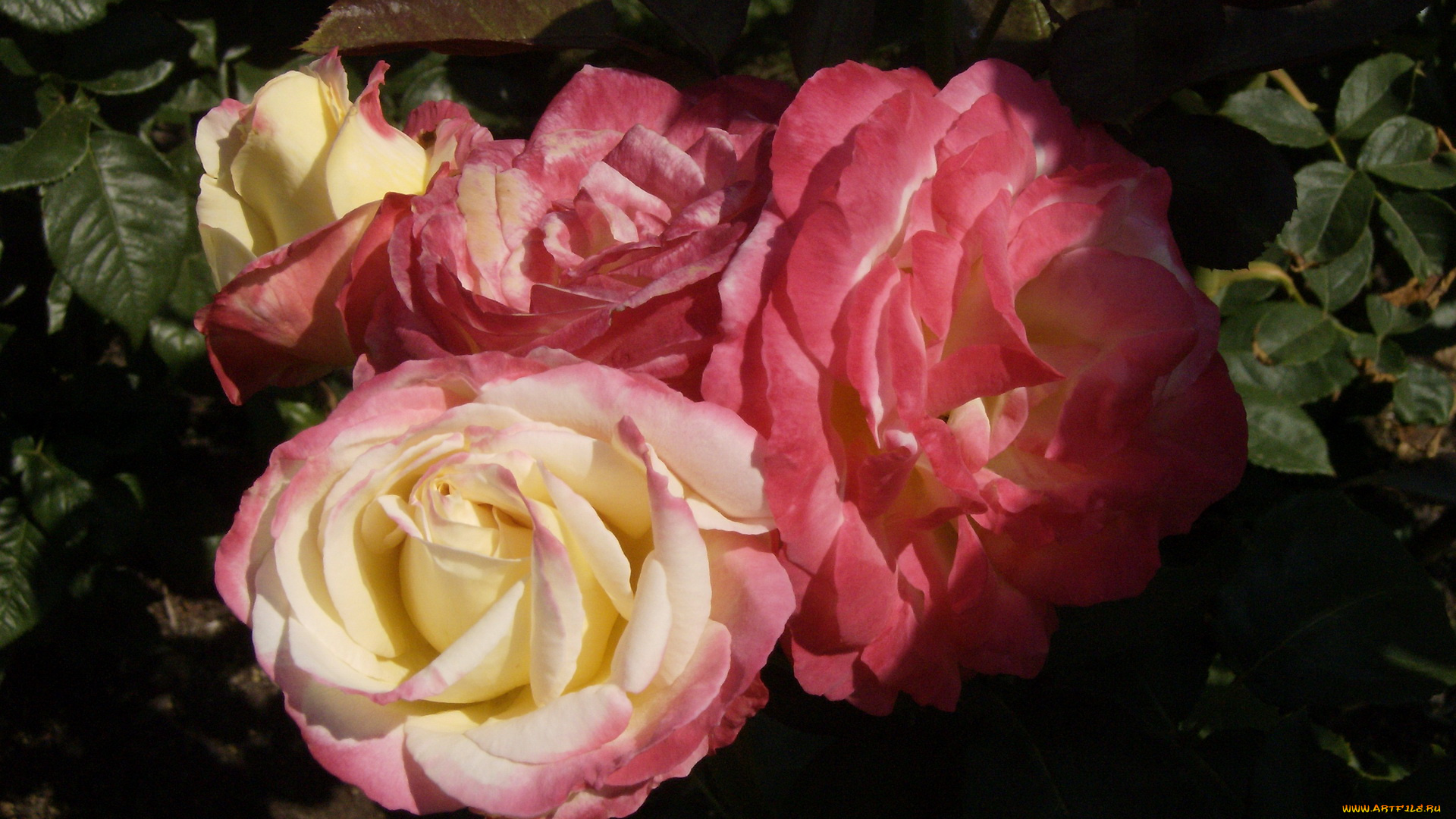 цветы, розы, бело-розовые