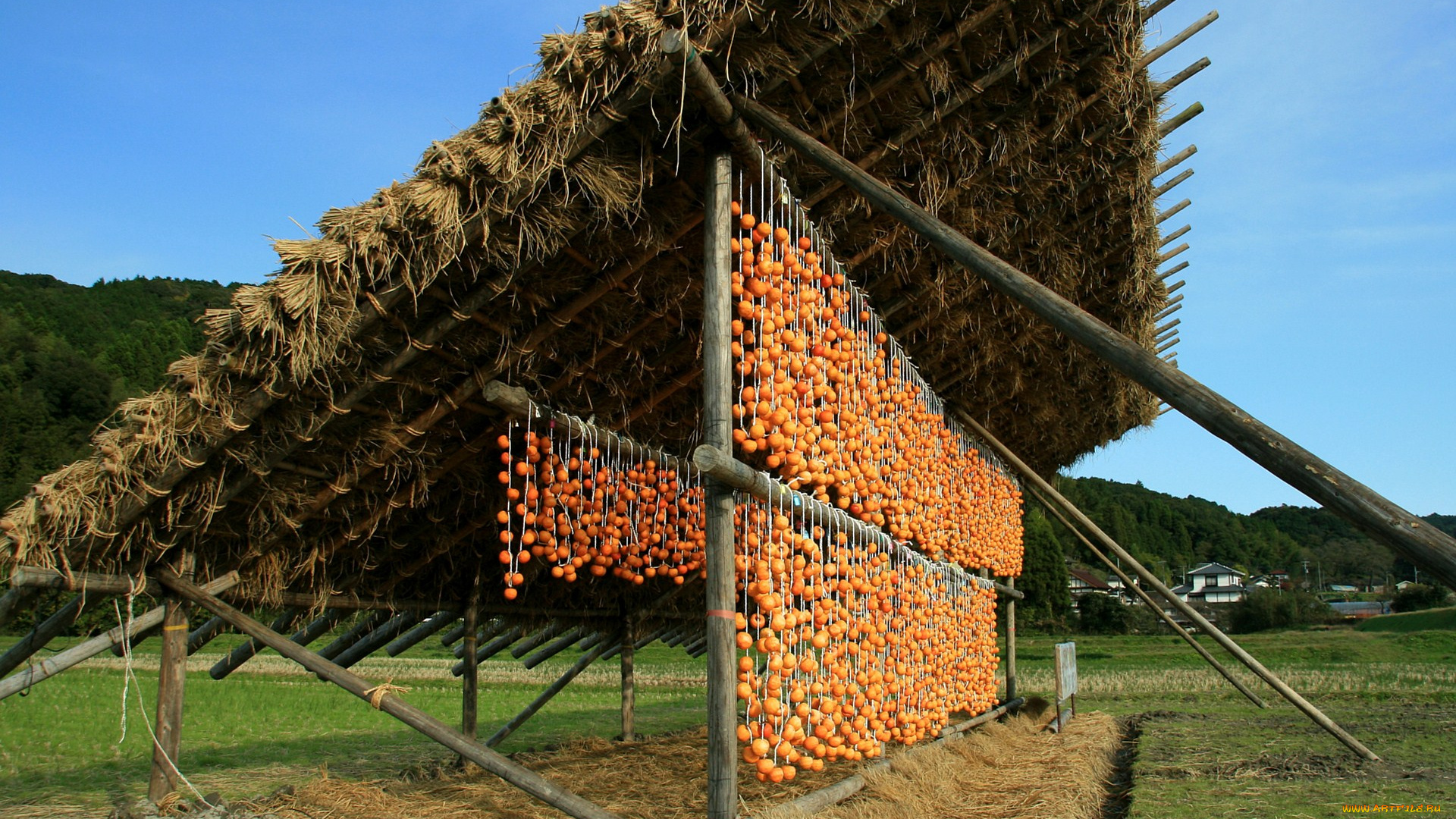 еда, хурма, сушка, овощей