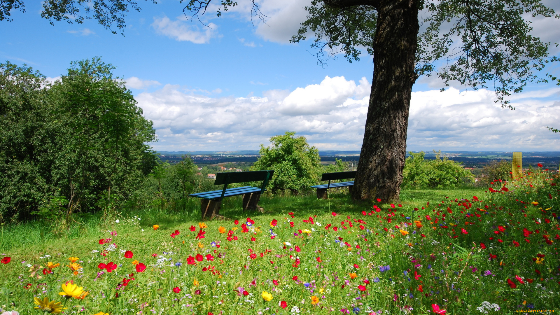 природа, пейзажи, лето, цветы, дерево, зелень, скамейки